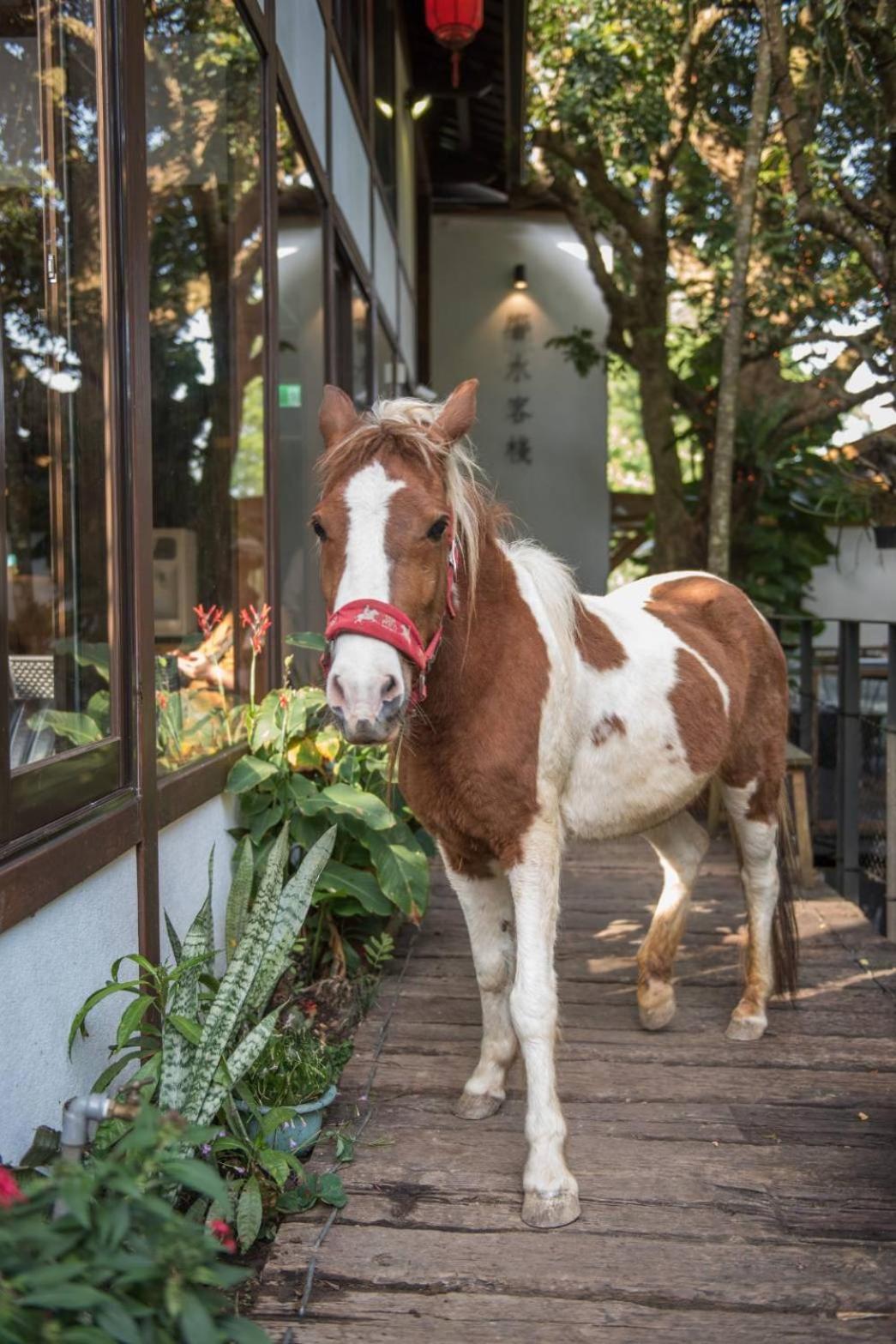 Apartamento 響水客棧 苗栗8-12人包棟 烤肉 特色老屋 Gongguan Exterior foto